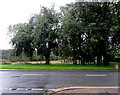 Trees on the south side of Newport Road, Trethomas