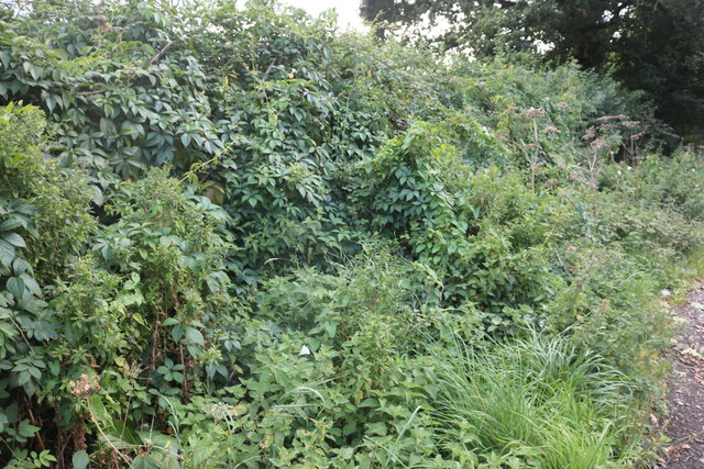 Hedgerow by the A3090 before Hursley © David Howard :: Geograph Britain ...