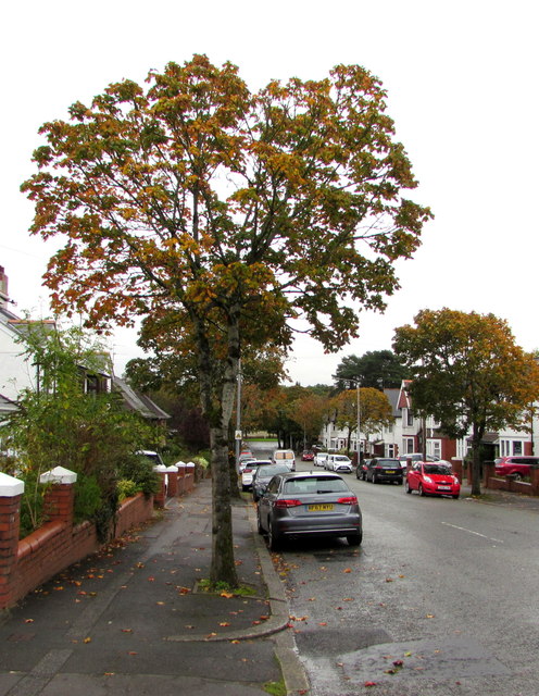 Autumn colours, Lake Road North, Heath, Cardiff