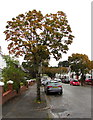 Autumn colours, Lake Road North, Heath, Cardiff