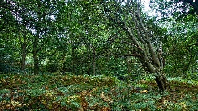 Traumatropism © Mick Garratt :: Geograph Britain and Ireland