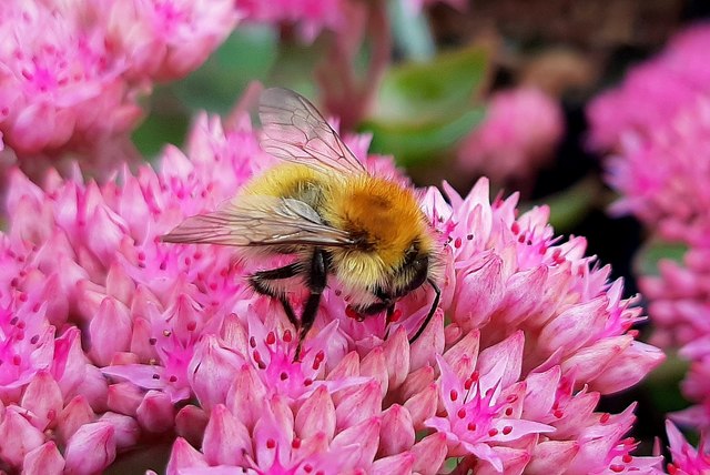 Bee on Sedum flower