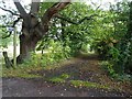 Footpath at Malvern Wells