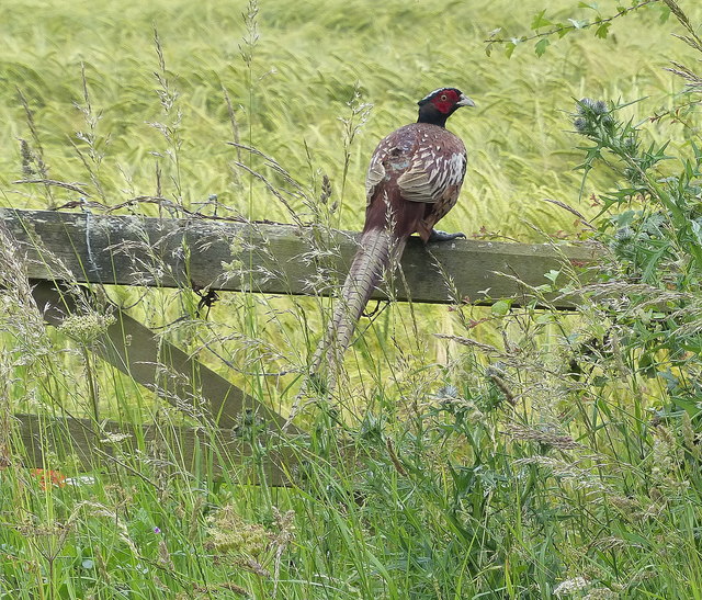 Pheasant on a gate along New Road