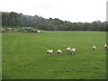 Sheep at Langfauld