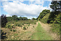 Small Oaks by the Path