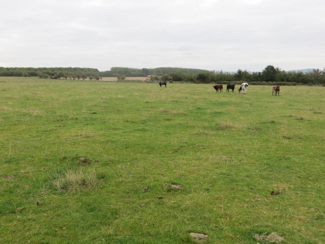 Footpath crossing cattle field near to Ford