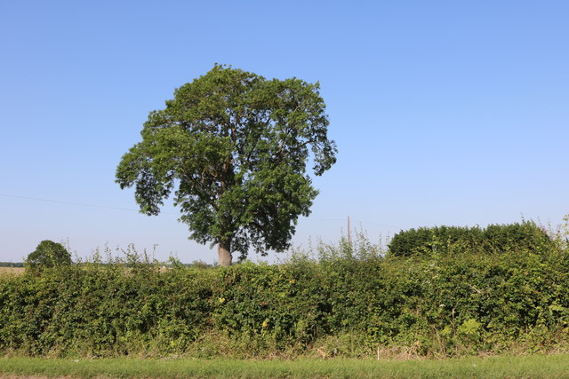 Tree by the A509 north of Wollaston