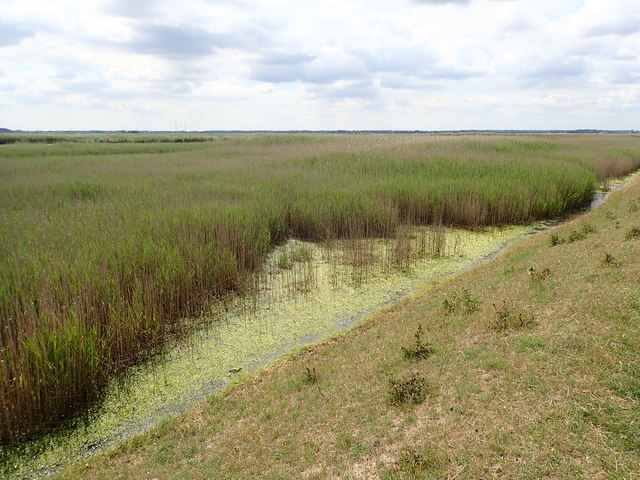 Reed beds in the River Yare © Eirian Evans cc-by-sa/2.0 :: Geograph ...