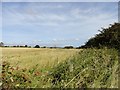 NZ2152 : View across the fields near Acton Dene by Robert Graham
