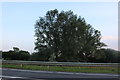 Tree by The Branston Way, Kempston