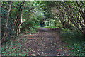 Woodland walk near Davyhulme