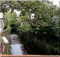 Rhydwaedlyd Brook near Heol-y-deri, Rhiwbina, Cardiff