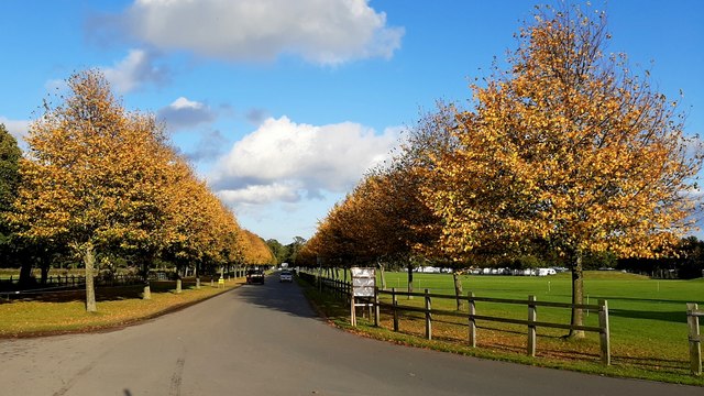 Autumnal avenue