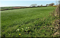 Grass field near Cross Farm