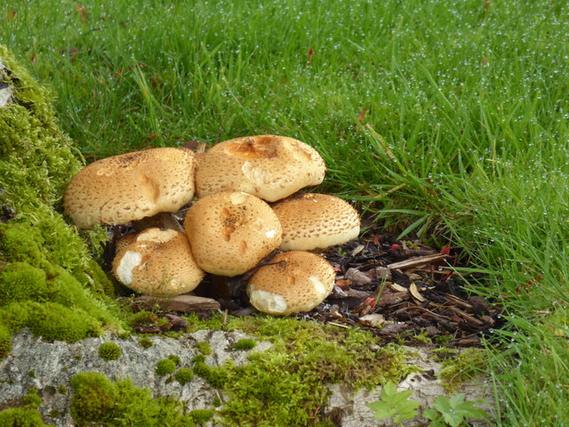 Fungi, Campsie, Omagh