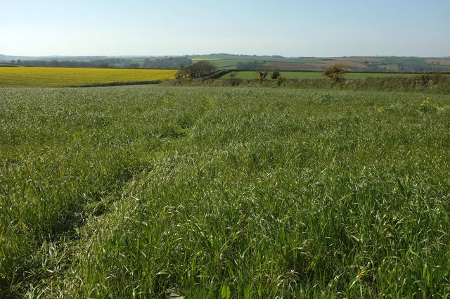 Grass field by Fursdon Cross