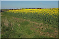 Oilseed rape by Fursdon Cross