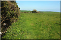 Grass field near Harleston