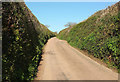 Lane to Selcombe Cross