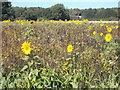 Sunflowers off part of the Chiltern Way near to Studham