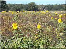 TL0115 : Sunflowers off part of the Chiltern Way near to Studham by Peter S