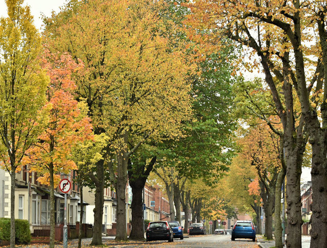 Autumn trees, Rugby Avenue, Belfast (October 2019)