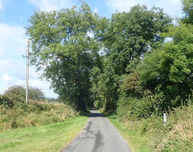 Tree arch on Cregganduff Road
