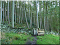 Path into Ruin Bank Wood