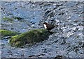 SS7249 : Lynmouth: a dipper in the East Lyn River by Martin Tester