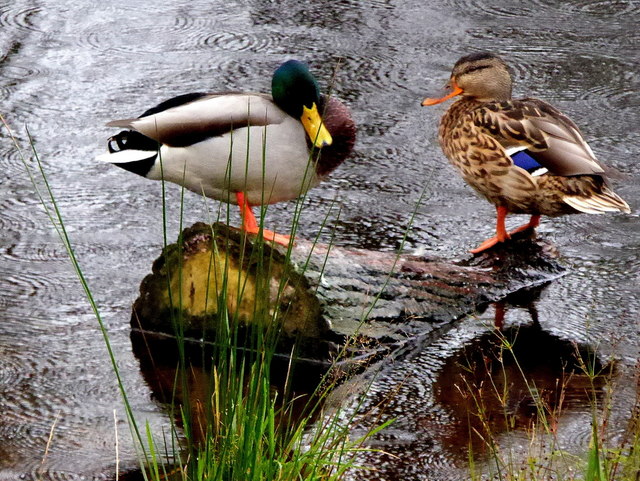 A pair of ducks, Omagh