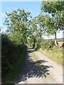 A straight tree-lined stretch of the Old Town Road