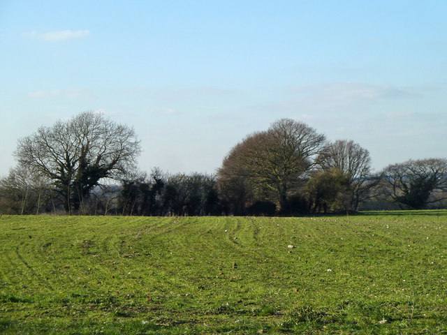 Field and hedgerow south of Crockenhill © Robin Webster :: Geograph ...