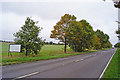 Memorial trees on the A1075 Dereham Road