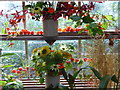 Autumn colours in the greenhouse at Nancarrow Farm