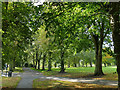 Paths in Myrtle Park, Bingley