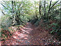 Llwybr i Lety-tegan / Path to Llety-tegan