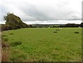 Sheep pasture near Hayne Town Cross