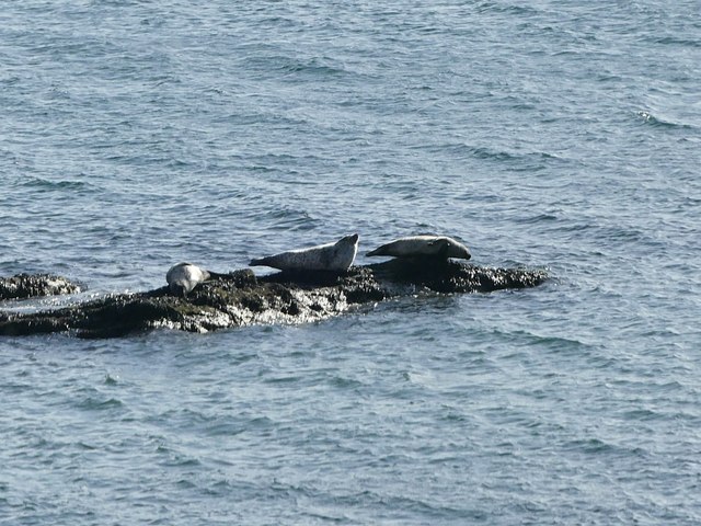 Seals on a rock below Seafield Tower
