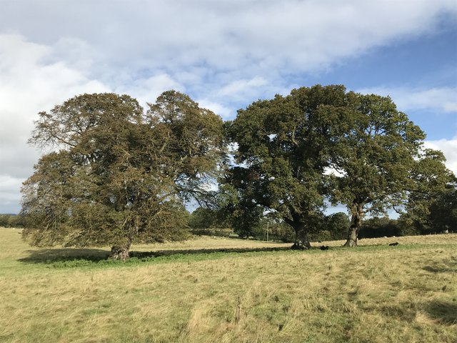 Trees in pastureland