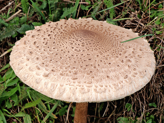 Parasol mushroom near Shipley in Shropshire