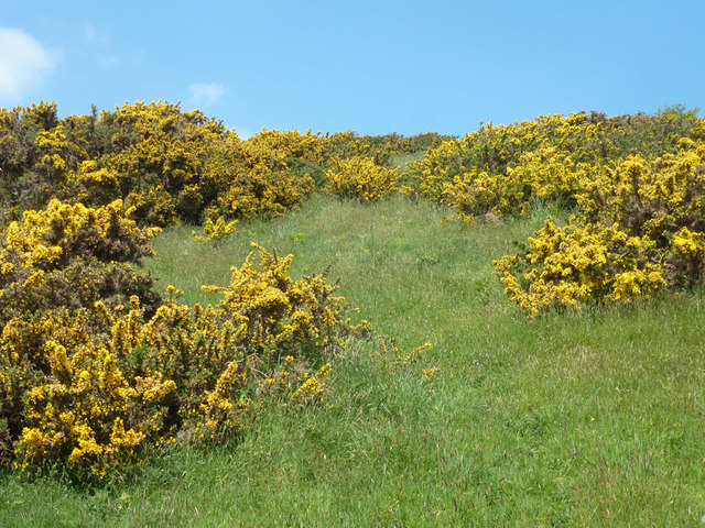 A slope with gorse © Robin Webster :: Geograph Britain and Ireland
