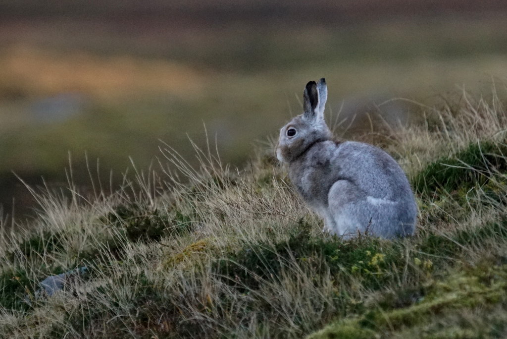 Mountain Hare Lepus Timidus Beorgs Of Mike Pennington Cc By Sa Geograph Britain