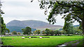 Field with sheep on south side of A4085