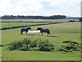 Two statuesque horses