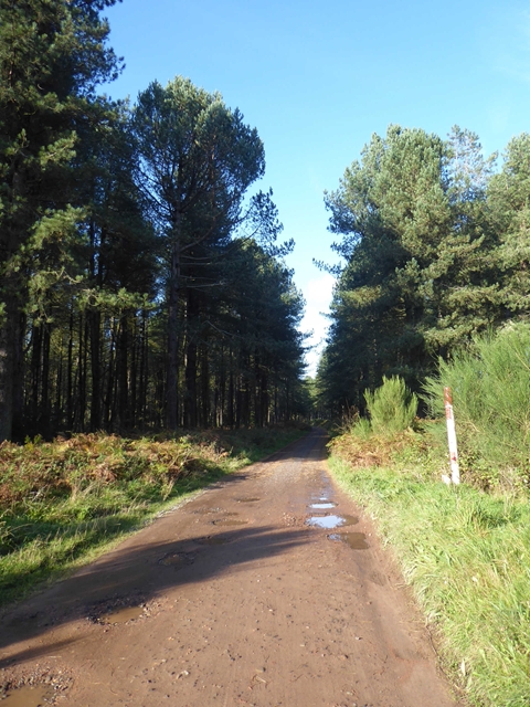 Forest road from Fetterdale to Morton