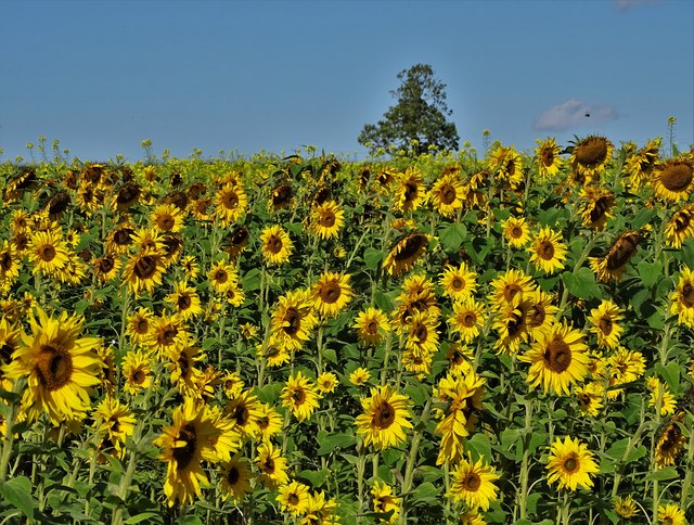 Sunflowers south of Prospect Farm © Neil Theasby :: Geograph Britain ...