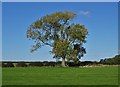 Tree north of Kirke