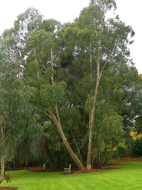 Eucalyptus tree in the University of Dundee Botanic Garden