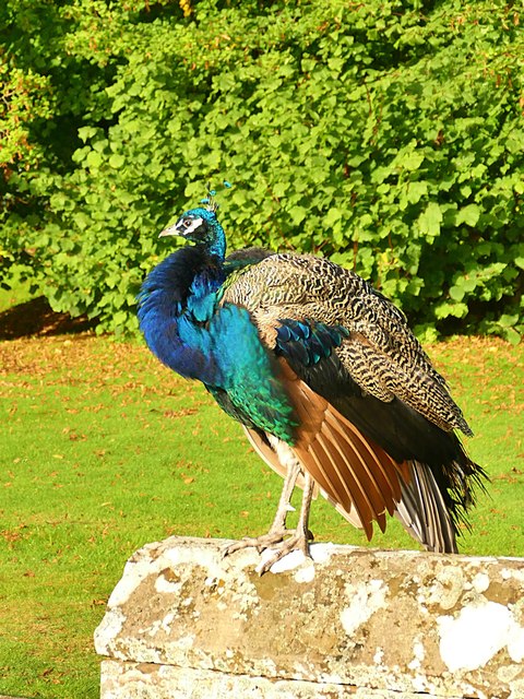 A proud peacock at Scone Palace